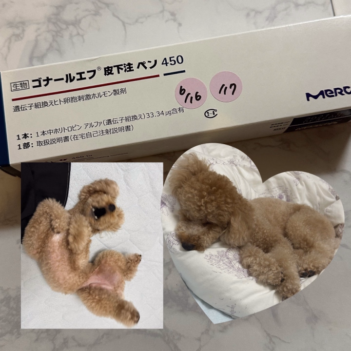 おはゆうこ🌷

最近は2日に1回クリニックへ通っています🥚💉

お薬やホルモン注射の影響なのか、電車に乗った時やふとした時に気持ち悪くなることがあり、この前は倒れてしまいました🫨

その時に優しいお姉さん2人と駅員さんに助けていただき、本当に感謝です🙏

真っ青だったみたいなのですが、私も誰かが困っていたら助けられる人でいたいなと改めて思いました🥶✨

そして今日もクリニックへ行き、また卵のエコーを見てもらい残りの日数使う単位の注射とお薬をもらいます💉💊

本当は土曜日がよかったみたいなのですが、最初は月曜日〜水曜日頃の予定だったので、まさかここまで延びるとは思わずお仕事を入れてしまいました😵‍💫

注射も延びた分追加で、その注射が1日2万円くらいするのでヒヤヒヤです🥶💸💸

でも、決めたことなのであともう少し頑張ります☺️🙌