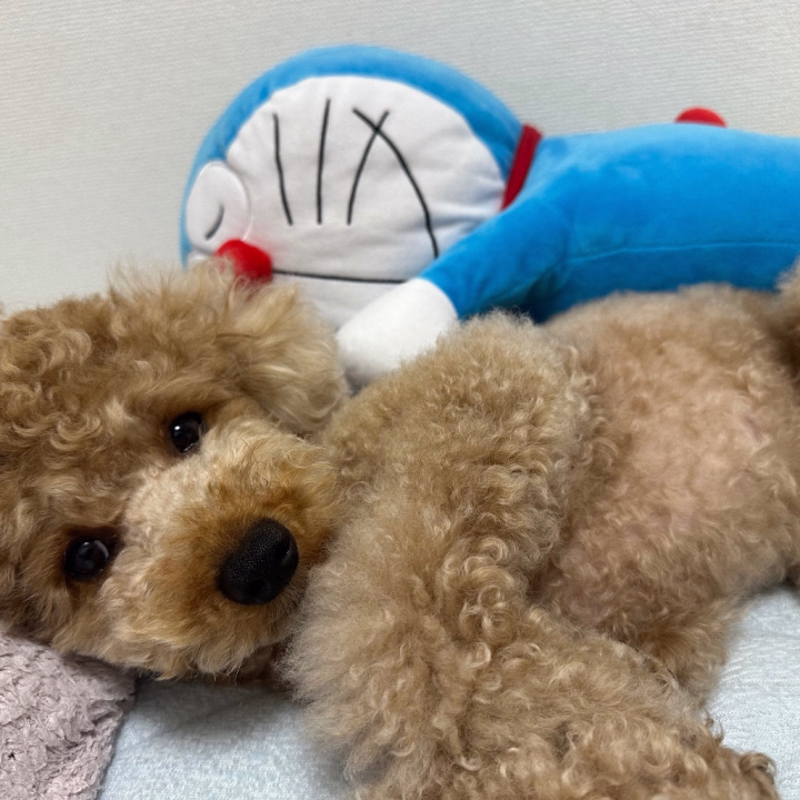 こんばんゆうこりん🌷　　

今日は天使な愛犬を🐶💕

色々用事を済ませて筋トレ軽く再開中💪

そしてまた仕事の打ち合わせがあるので頑張ります🙌✨