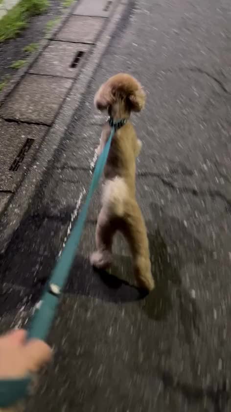 昨日は台風が大丈夫だったので夜のお散歩に行きました🐶🌀

人が通るたびに二足立ちで甘えた声を出してしまうほど人が大好きな愛犬です🐶💕笑笑
