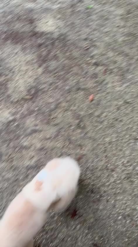 この前のドッグラン、動画いっぱい撮ったので🐶

愛犬を背中に乗せながら愛犬の動画をずっと見ています（笑）

あと遠征の時は寂しいから動画に声かけてます😂💕

頭のくせ毛が可愛くて優しくてお利口さんで垂れ目で愛おしくていい子🐩🤎