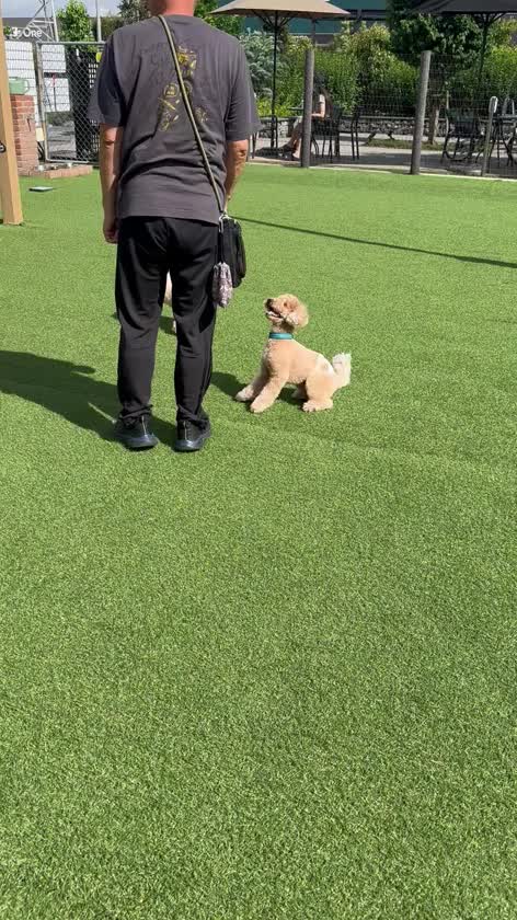 毎日のようにドッグラン🐩🤎

また大好きなボールで遊んでもらったね🎾
おもちゃ大好きだけど譲ってあげる本当に優しい子💕

でも優しい子なんですっていうのもあれだから当たり障りのないように笑っています😆笑笑

優しくてお利口さんで可愛い子、また行こうね🐶❣️