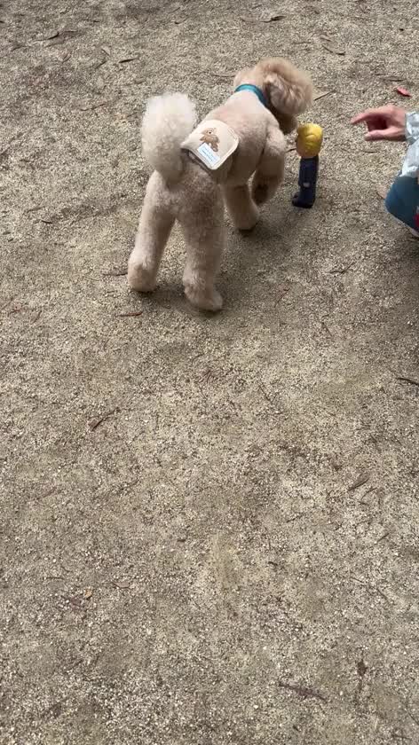 昨日のドッグランでおいちゃんが
おもちゃで愛犬と遊んでくれた動画🐶笑笑

こんなおもちゃ売ってるんだねぇ( ͡° ͜ʖ ͡°)

愛犬は走ってきて私にタッチする傾向があるので、砂まみれになりました（笑）

どうやら安全基地だと思ってくれてるみたい💗
