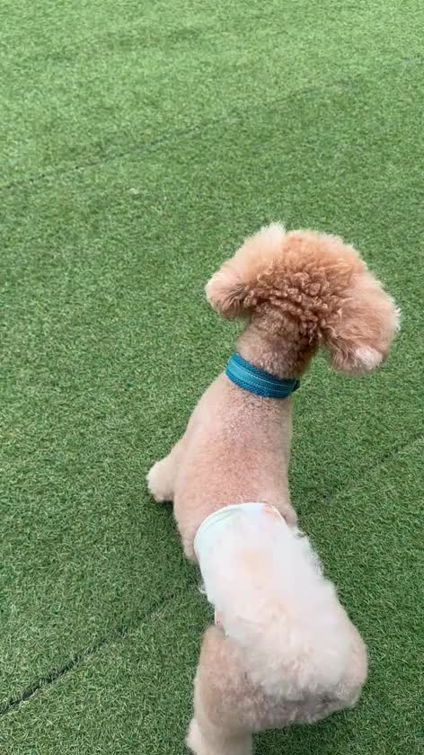こんにちゆうこりん🌷

午前中はドッグランへ🐶

遊んで遊んで〜！って感じで、お友達に近づき吠えてジタバタする相棒（笑）

隣にいたお姉さんがたくさんかまってくれて、気づいたらそのままお膝の上へ😂💕

しかもお姉さんのお膝に乗りながら、こっちをじーっと見つめてくる相棒🐶

優しくしてもらえてよかったね🥹💓

たくさん遊べて満足そうでした🫶✨