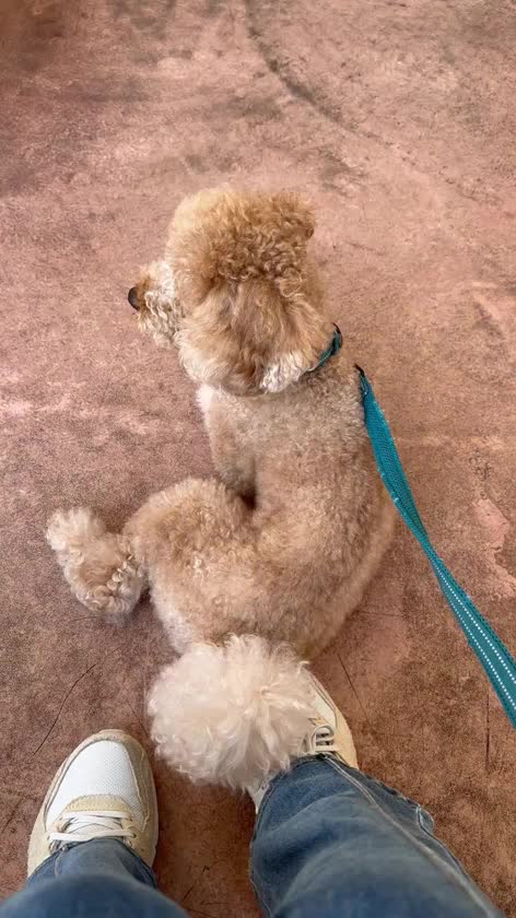 昨日の健康診断の愛犬🐶

フィラリア検査も健康診断も異常なし✨

甘えん坊でお利口さん🐶💕

そして10月のハピネス予約状況です✨

10/8（木）12時～16時
（13時～14時20分まで🈳）

10/9（金）15時～23時30分 
（18時10分～19時50分・21時10分～23時30分🈳）

10/19（月）16時～23時30分 
（20時以降🈳）

10/21（水）16時～23時30分 
（17時30分以降🈳）

10/23（金）16時～23時30分 

10/24（土）16時～23時30分 
（18時～20時20分まで🈳）

10/26（月）16時～23時30分 

10/27（火）16時～23時30分 

10/28（水）16時～23時30分  

10/29（木）16時～23時30分

よろしくお願いしますっ❣️