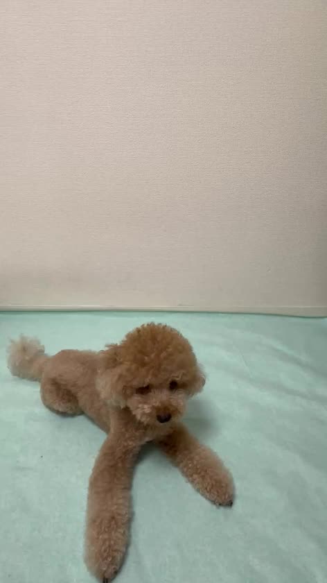 今日はお休みだったので相棒とべったり🐶💕

そして相棒の芸を紹介しますっ❣️
最近、くるんを覚えました✨