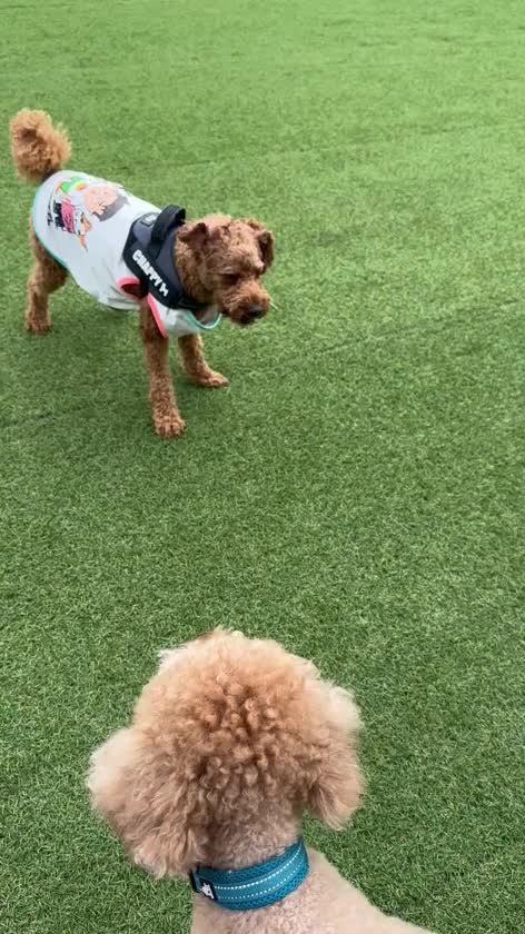 今日のドッグランはいつもより激しい戦いでした🐶笑笑