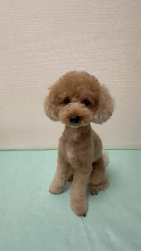 昨日、帰ってからいわしのビスケットをあげた動画🐟

ぼりぼり食べてとっても美味しそう😋

よかったワンね🐶🦴