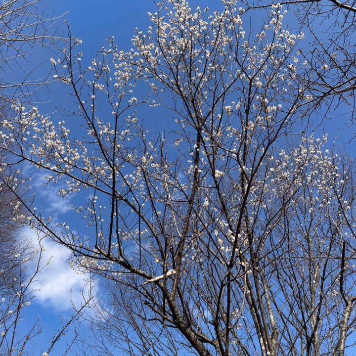 梅の香り♡