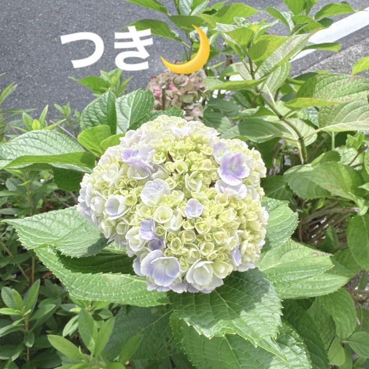 おはよう☀️☀️
出勤いたしました✨

17時までですが
よろしくお願いします🎵

綺麗な紫陽花が咲いてた🌼
変わった形だよね？
かわいい🥰

ご予約お問い合わせは
お電話でお願いします❤️

つき🌙