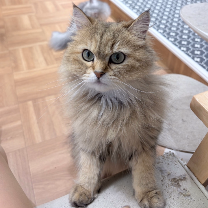 すずです！🛎️
今日も18:00〜❣️

飛び込みもご予約もどちらもお待ちしております〜🥰

この間猫カフェ行ったんだけど

貸切状態で猫ちゃんいっぱい集まってきて幸せ空間でした🐱

みんなは犬派？猫派？

私は元犬派の現猫派！
