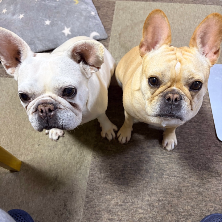 うちの愛犬です♡

ケツメイシが大好きなので、
唄と大蔵と名付けました^_^

おやつ欲しい時だけ、見つめられてます（笑）