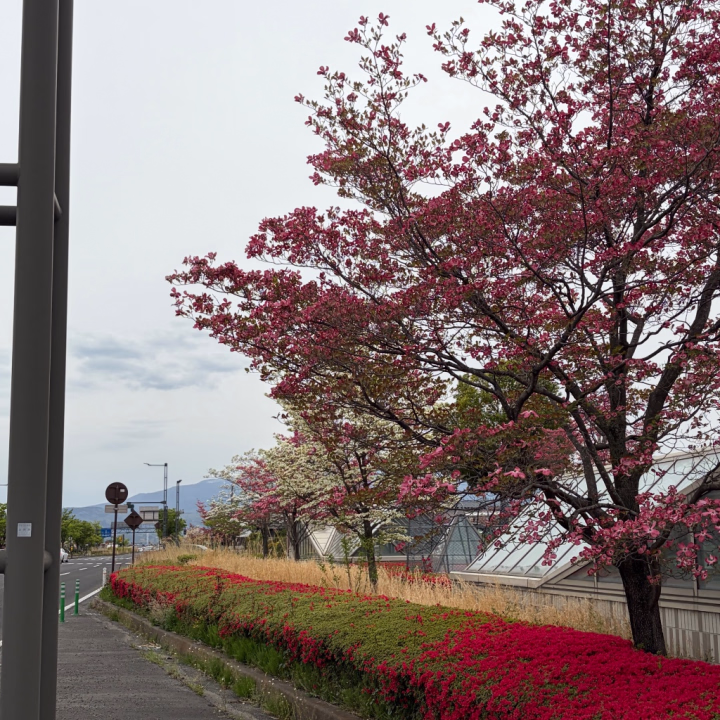 ハナミズキが綺麗に咲いていて心が洗われます♡

お花が綺麗と思える、そんな自分が好きかも^_^

白とピンクのハナミズキが交互に咲いている道路って結構あるんですね♡