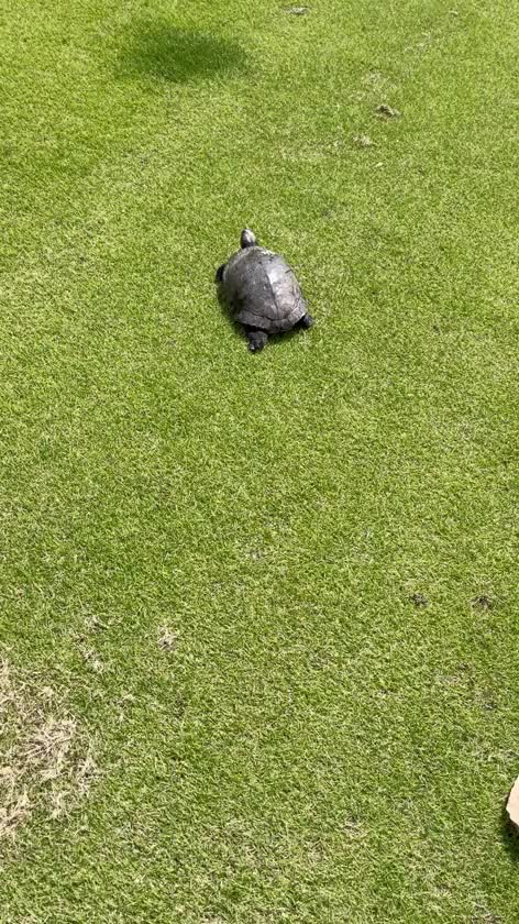 🐢！！
ゴルフ場にカメ発見😳


🍑ひとみ🍑