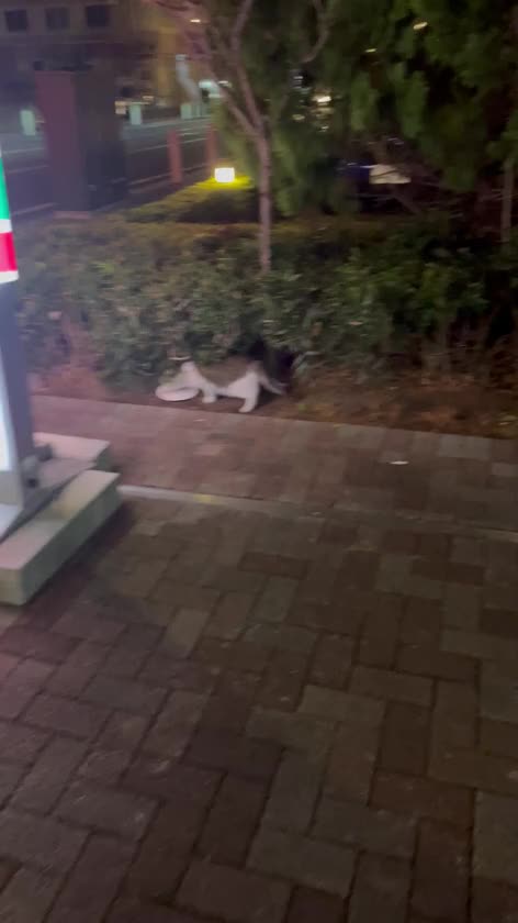 昨日のプリティキャット

猫ちゃんに会うと運気上がる気がする◟( ᵒ̴̶̷̥́ ·̫ ᵒ̴̶̷̣̥̀ )💞
だって23000発だしたから( ᴖ⩊ᴖ )👍🏻


このまま夜までお待ちしております🌟

ゆず