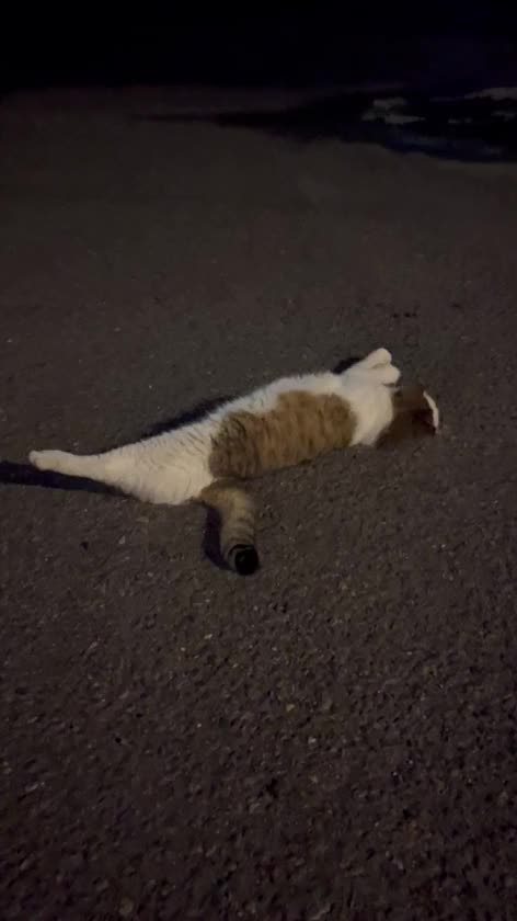 おにゃんこ様