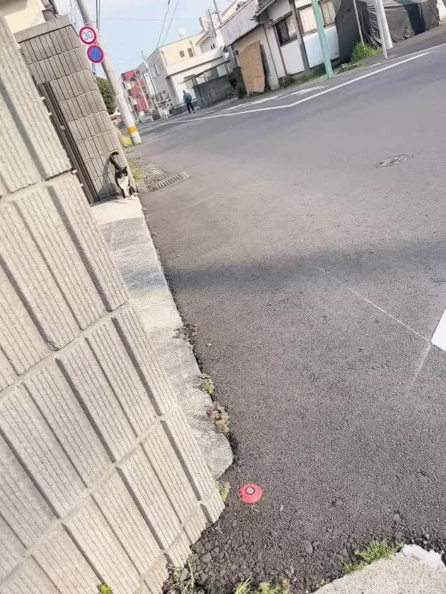 久しぶりに黒白にゃんこに出会えた(っ ̫ ; ˘)💞💞

元気なさそうだったゆずと一緒😢
今日はポカポカだったから
ずっとお昼寝してたけど気づいて
近づいて来てくれたにゃんこ様