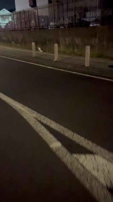 にゃおん見つけた