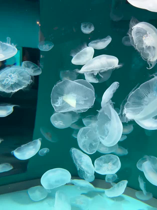 クラゲが泳いでる姿見るのが好きで
水族館行くと必ず クラゲ探す🪼🪼

お兄さんは好きな海の生き物とか居るかな？

ちなみにこの動画は 9月の半ばに家族で行った山口の水族館だよ〜🫶

唐戸市場の近くのやつ！