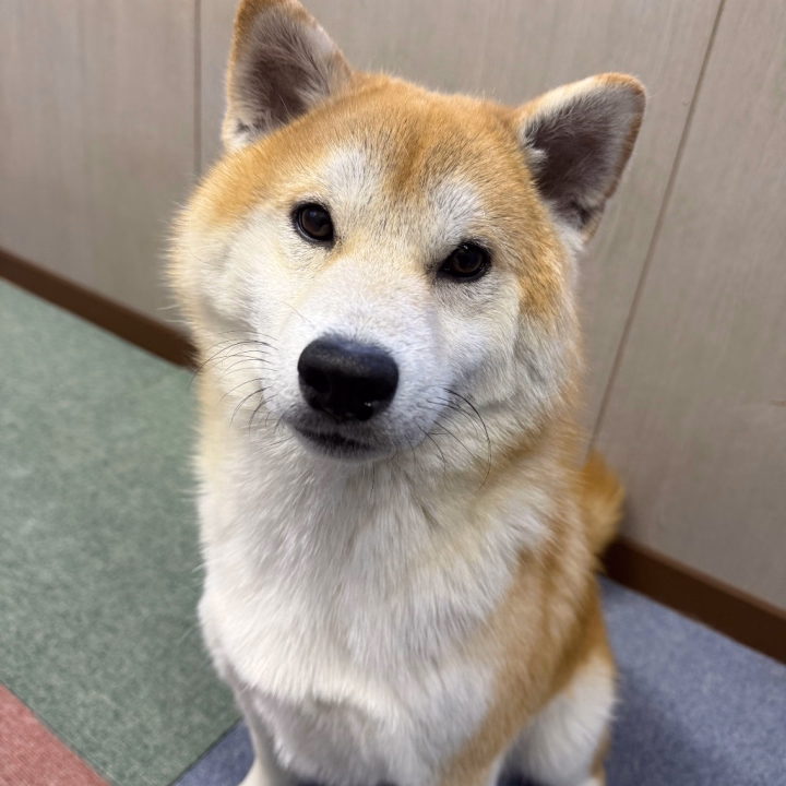 おはようございます🌷

米子にいるのも今日いれて残り3日！
たくさんの出会いを待ってます♡

看板犬アラシ部長🐶
12月ぶりに会ったけん覚えてなさそう🥲
