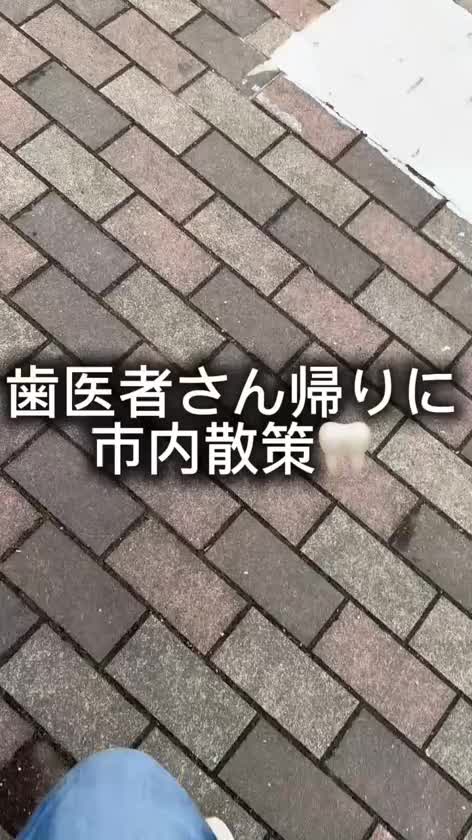 🦷　🦷　🦷　🦷　🦷　🦷


オシリーナの日常


🦷　🦷　🦷　🦷　🦷　🦷



歯医者さんの帰りに市内散策👟

実は子供の頃からお世話になっている先生が閉院しちゃって

長らく歯医者さん難民だったんです🦷

歯医者さんを変えるってドキドキしてんけど

優しくて良い先生でした😊✨✨

(おまけに最新の技術！？

令和になって色々バージョンアップしていてビックリした😳)


また動画も順番にアップするね🤗