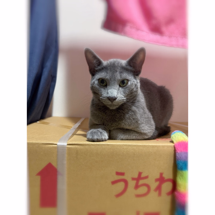 おはにょ꒰^_  ̫ _^꒱𓈒 𓂂𓏸

本日もお願いします❣️
ご予約してくれとるお兄様達
気おつけてね✨✊🏼