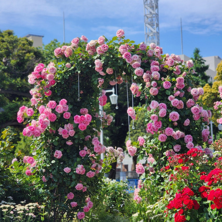 ゲリラほしなだよ〜〜🌧
不規則でごめんなさい！ 

そして来てなさすぎて
写真がないのでお花で失礼🌸

木曜まで毎日いる予定です😃
元気だったら土曜日もくるか考え中です💭

やばい！
誰も来てくれなかったらどうしよ！！
とｱｾｱｾしております。。
どうか新・ﾘﾋﾟ問わず
この機を逃さず来てくださいまし🥹

電話してね。。。
ではでは。。