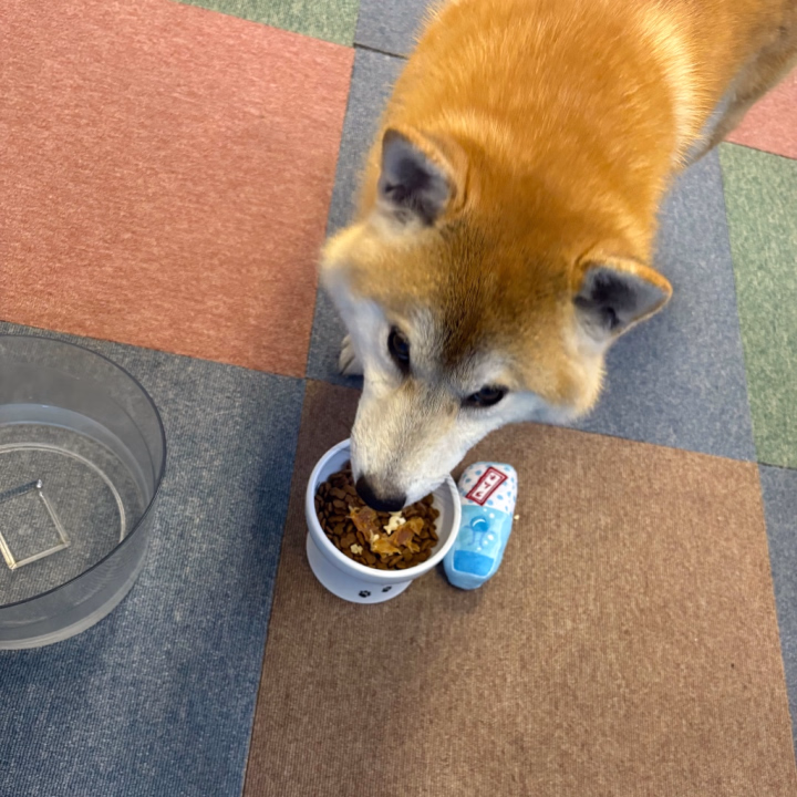 夏っぽい貢ぎものをした🐕💕