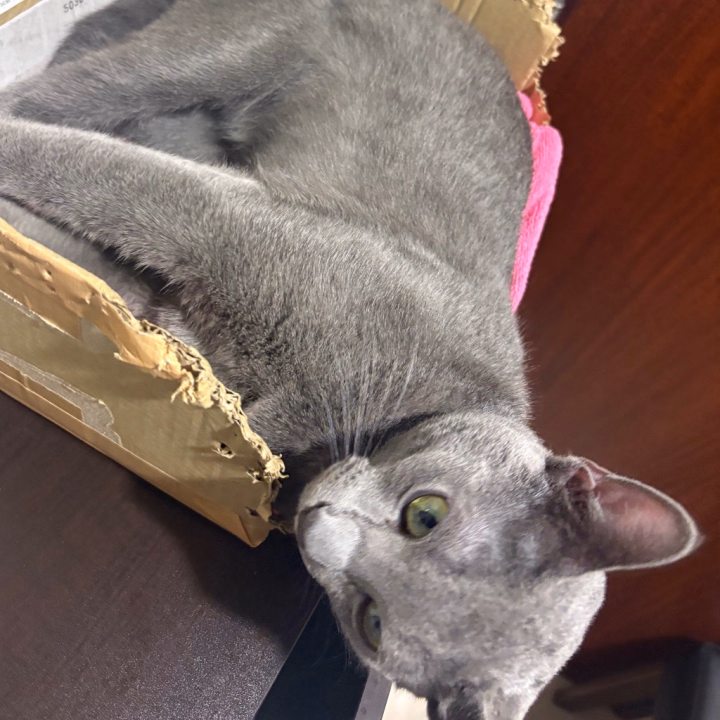 自分で段ボールカスタマイズしたらしい
📦