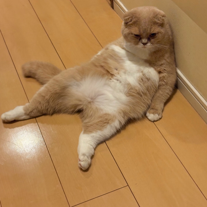 見てください
我が家の猫　ゆきち2歳

朝起きたら廊下でくつろぎ中🤣

ちょっとくつろぎすぎだよね
すくすく育ち中　　猫ファーストの私は親バカでこんなゆきちを可愛いって思って甘やかしてます😆

猫好きさん　良ければトーク、コメントにて我が家の猫の自慢話教えてね

楽しみに待ってる

💕前日予約で1000円割引
💕トーク、コメント予約で1000円割引
お得に使って遊びに来てね
