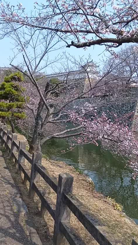 午前中はお散歩してきました🐈🐾


姫路城の外周をぐるっと！
お天気も良くて、
桜もだいぶ咲いてきてて
めちゃくちゃよかった〜🌸


広場にはお花見のお客さんもたくさん！
屋台も出ててお祭りモード🍻🏮


雰囲気味わえてよかった♡


お風呂入って準備して
16:00～出勤します🔥