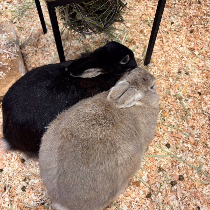 癒し(* ´  ` *)ᐝ

お兄様達はペット飼ってますか？

みかんはかったことないので、こうゆうふれあい広場に行くと飼ってみたいなぁって思います💭💭

お兄様達に問題！
みかんが飼ってみたい動物なんでしょ☺️？