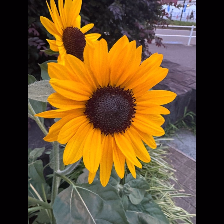もうね向日葵咲いてた🌻☀️




こんにちは💟



本日9時から出勤しておりました🥹❤️‍🔥

９時から今のお時間までご予約から遊んでくれたご新規様やリピさんありがとうございましたー❣️
リピのお兄さまは少しお久しぶりに会えて嬉しかったし会ってない間も会いたいって思ってくれていたのありがとうだよ🫶✨️
また来れるタイミングで待ってるからねー！差し入れも今日もありがとうね(((っ･ω･)っ


実は17時までだったのですが今日はご予約のみで早退する形になってしまいました( ; ; )
最近ずっとこんな調子で申し訳ないです🙇‍♀️

こんな日が続いておりご心配をかけてしまうかと思いますが事前に予約いただいたものはきちんとお会いすることは私の中でひとつの目標にしております！
たまにおやすみしてしまうこともあるので少し不安になるかもしれませんがご予約、お誘いいつもありがとうございます嬉しいです❤️‍🔥


お次の出勤までに回復させたい🔥
明日 16時ーラスト

こちらご予約、お誘いお待ちしております🤍