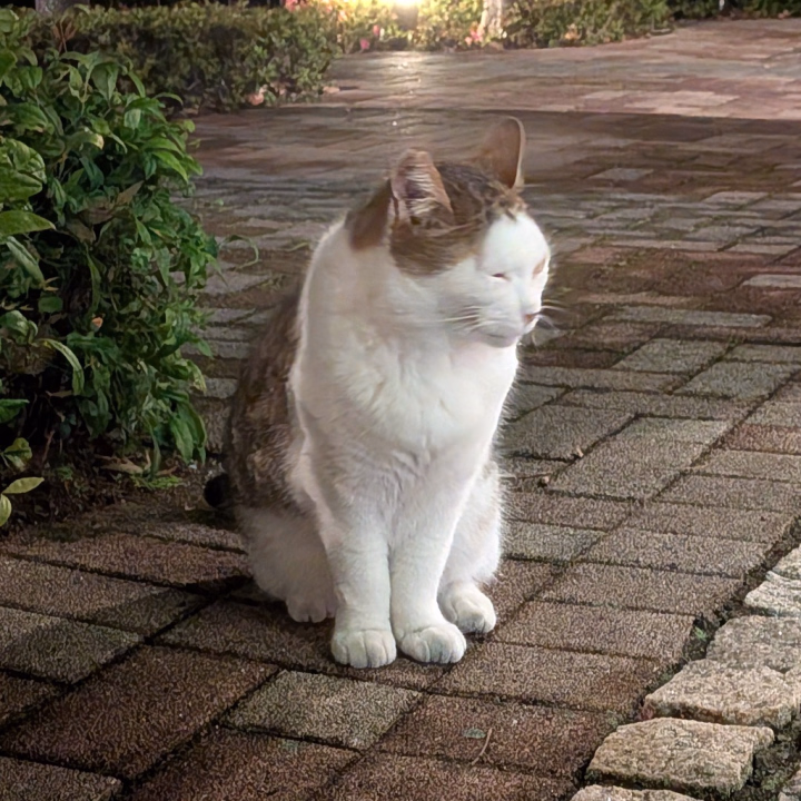 おはよ～😪
昨日終わったあとコンビニ行ったんだけど可愛い猫ちゃん居たよ🫶
あんまり警戒心がなくて触れそうな勢いで近づいて来たからちょっとびっくりしちゃった💦
野良だから触らなかったけど、いつか飼ったらモフりたいな☺️ᩚ

今日も9時からラストまでいます(ㅅ´ ˘ `)
イチャイチャしたいお兄様お待ちしております☘️