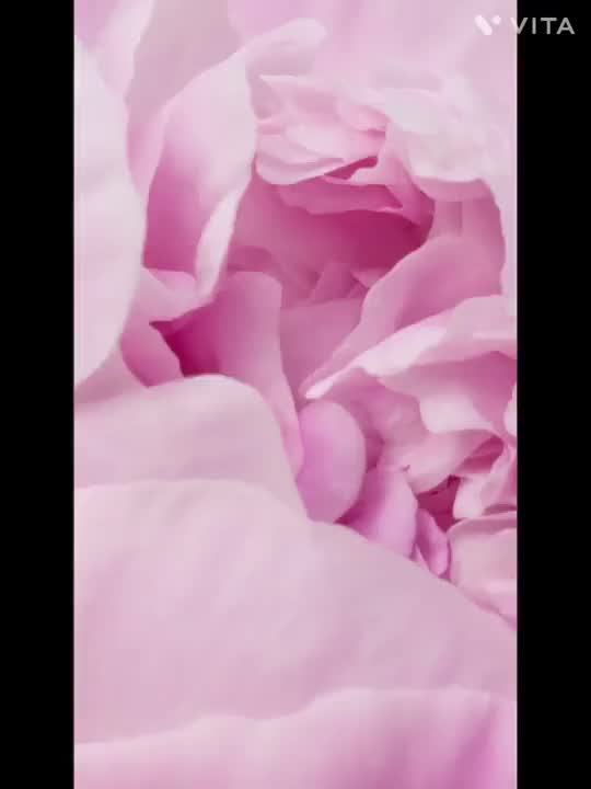 春だ🌸ニャン(≡^.^≡)  応援ꉂꉂ📣お願いします(*･ω･)*_ _)ﾍﾟｺﾘ