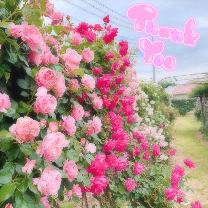 どーも. ̫.)''
ダイエット進まない人です
( ._.)ｺﾞﾒﾝﾅｻｲ...
これでもお花も好きなんですよ( ᐙ )？
今年は藤の花間に合わなかったので、
バラ園！ステキな園見つけました(✌︎ ॑꒳ ॑✌︎)
オススメあったら教えてください🫶

さて、昨日もありがとうございました。
お久しぶり様と初めて様が最近多い…
また会いに来てね😘
いつもの仲良し様たちも、色々とご無理
なく会いに来てくれたら嬉しいです🤭
一緒にぬる湯で楽しもうね( ˶'ᵕ'˶)💕︎

明日も9時～17時出勤です！
ちなみに(金)も同じ！
先の出勤予定のご相談はメッセージで
いただけると嬉しいです💓

ではでは、また明日(*´︶`*)ﾉ