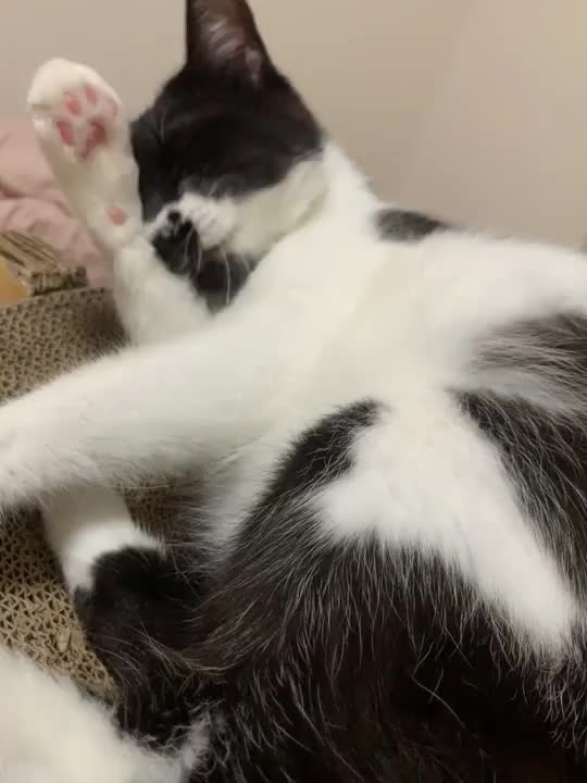 おててなめなめ✋