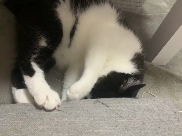 今日のもんたん🐱♥️