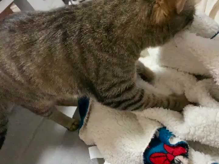 ぽんずさんのふみふみ🐾🐾
を見守るもんさん🥺笑笑