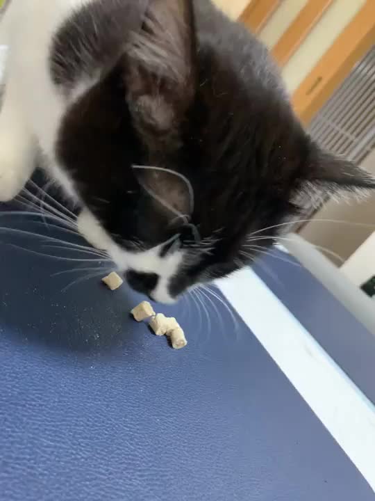 おやつもんたん🐱♥️