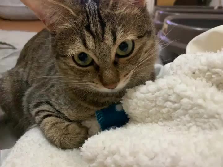 9月で1歳になったぽんず🐱♥️
大好きな毛布でまったり(  ¯꒳​¯ )ᐝ