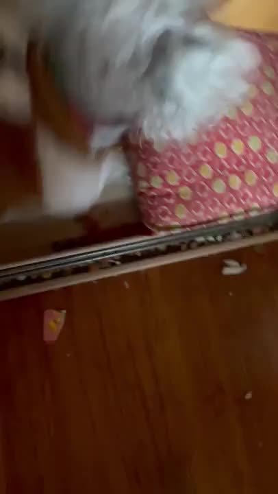 雪やこんこ
あられやこんこ

降っても降ってもまだ降り止まぬ

犬は喜び
(何かに怒っている)
庭かけまわり
(ゲージの中で)
猫はこたつで丸くなる
(いつも)