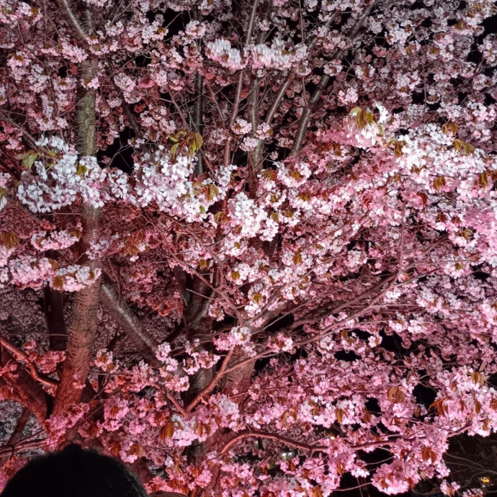 桜のライトアップ見に行ったよ！

その時期にしか見れないものって
毎年特別だよね😋

その時、その瞬間を大事にしなきゃなって思った。

もっと頑張らないと！😤

明日の出勤は無くなりました！！

久々のお休み何しよう

ゆっくり過ごそうかな

自分の時間も欲しいな

冬服もしまいきれてないんだよね

みんなはお休み何して過ごす？？