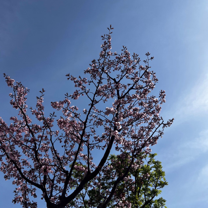 桜だー！！🌸
私の撮る写真よりも
実際見た方が断然綺麗！！
お花見したいなぁ！

今朝いつものカバンと変えたんだけど
色々忘れ物してる。😂

本日16時までお店にいます！