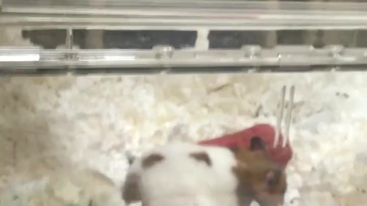 お気に入りにまっしぐら！