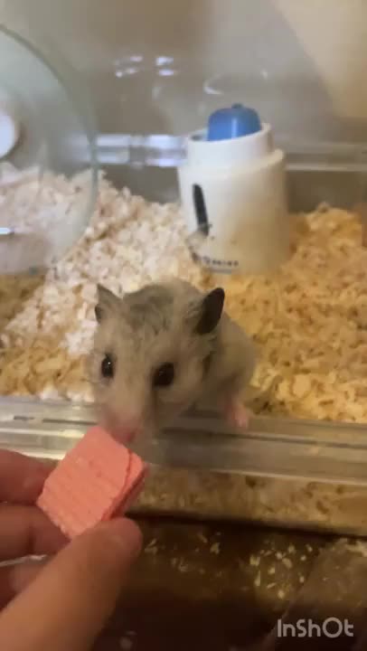 うちのぼんじりちゃん❤️🐹