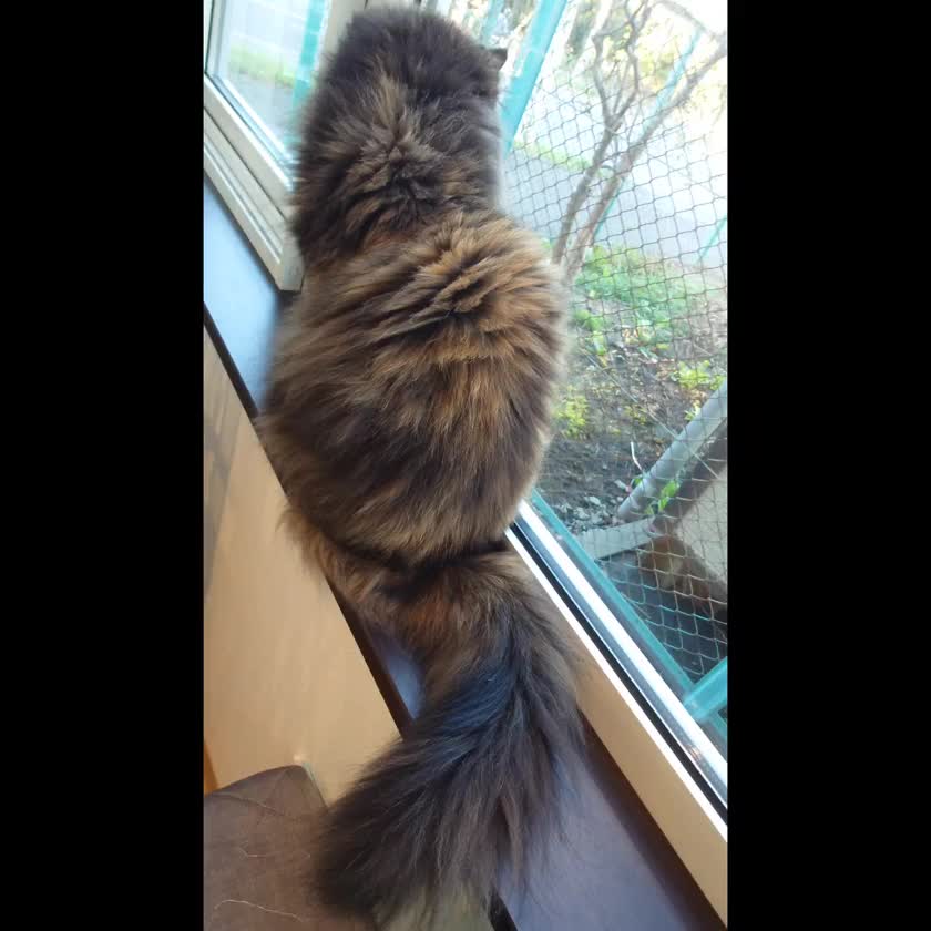 猫のしっぽって可愛すぎる💓
