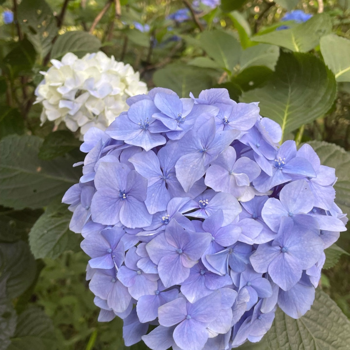 6月の出勤日のお知らせです！

12日 15時〜22時
13日 15時〜22時

18日〜20日 水戸出勤

22日 15時〜22時

26日 15時〜22時

29日 15時〜22時

こんな感じです！
ご予約お待ちしてます♡₊⁺