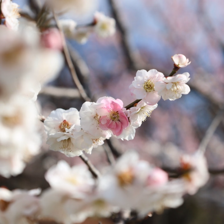 3月後半の出勤のお知らせです🌸

23日 15時～22時

26日～28日 (水戸ドリーム)

30日 15時～22時

4月は2日、3日、4日の15時～22時で出勤しようかなぁって思ってます🙇🏻‍♀️

ご予約お待ちしてますね♡₊⁺