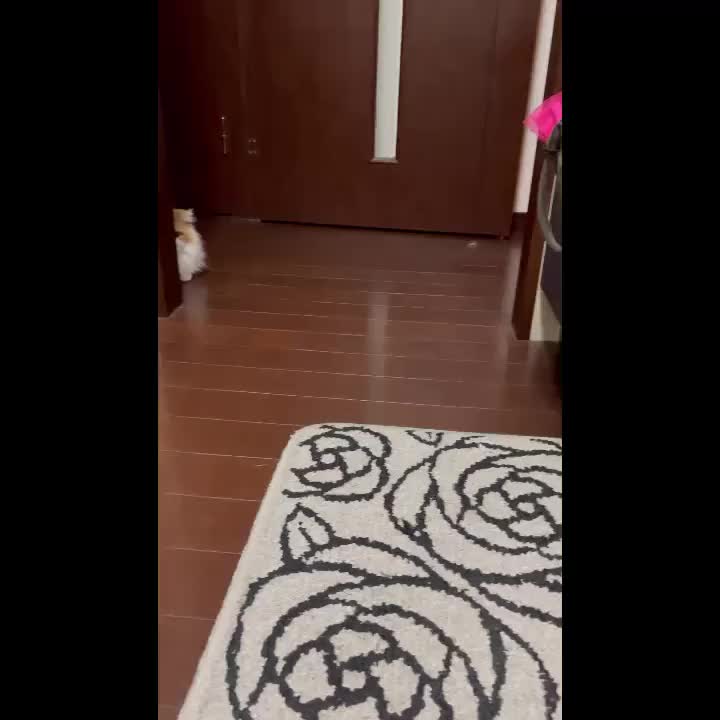 猫博士によるとこの時絶対見つかってない、と本人🐈は思ってるんだって😂🩵可愛いですよね😆🐈🩵もふもふ見えてるよ、て言ったらだめだよ？🤭🩵🐈