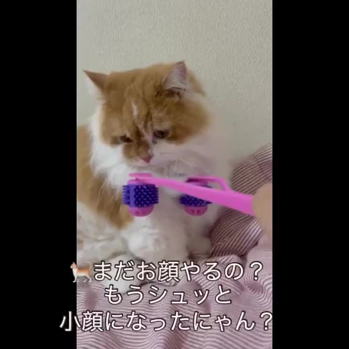 仲良し様からロンちゃん🐈に🎁ありがとう😄🩵✨